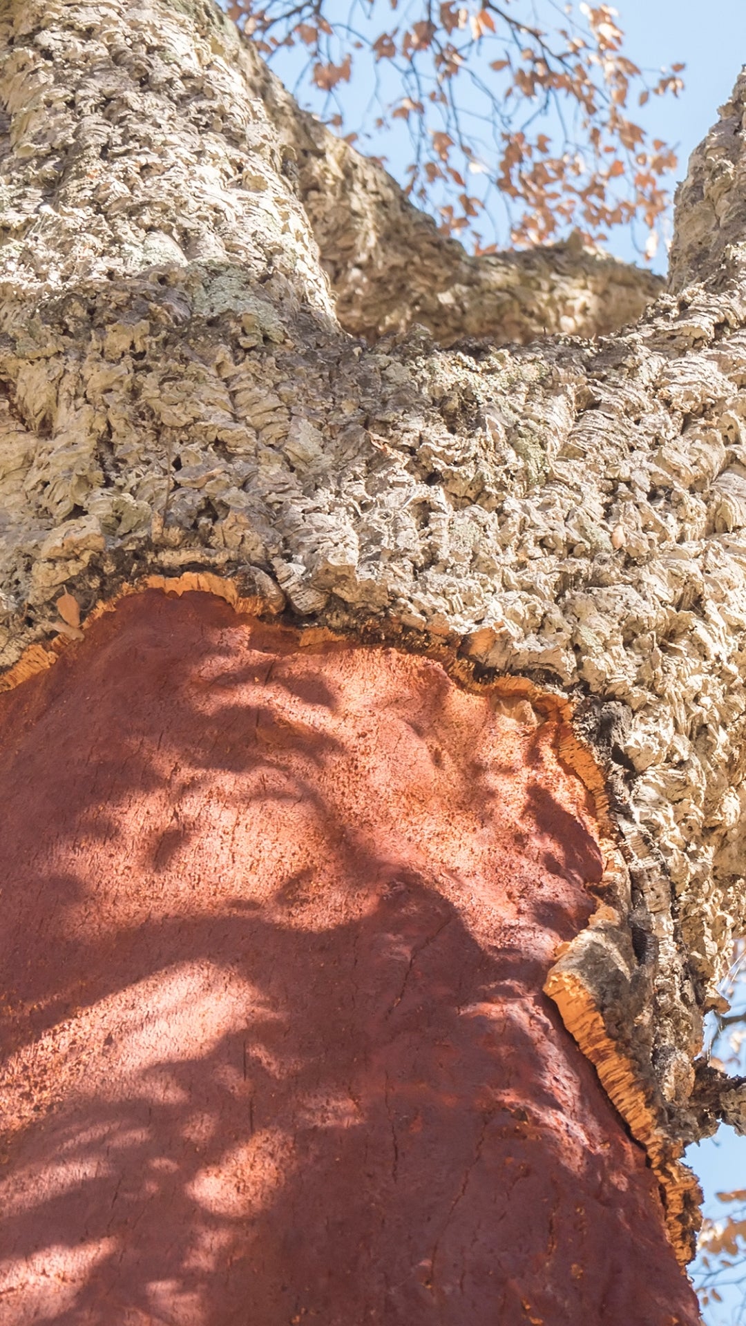 cork tree close up
