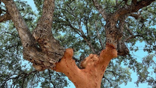 Choosing the Best Cork Supplier in Australia