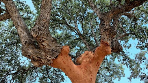 Choosing the Best Cork Supplier in Australia