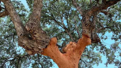 Choosing the Best Cork Supplier in Australia